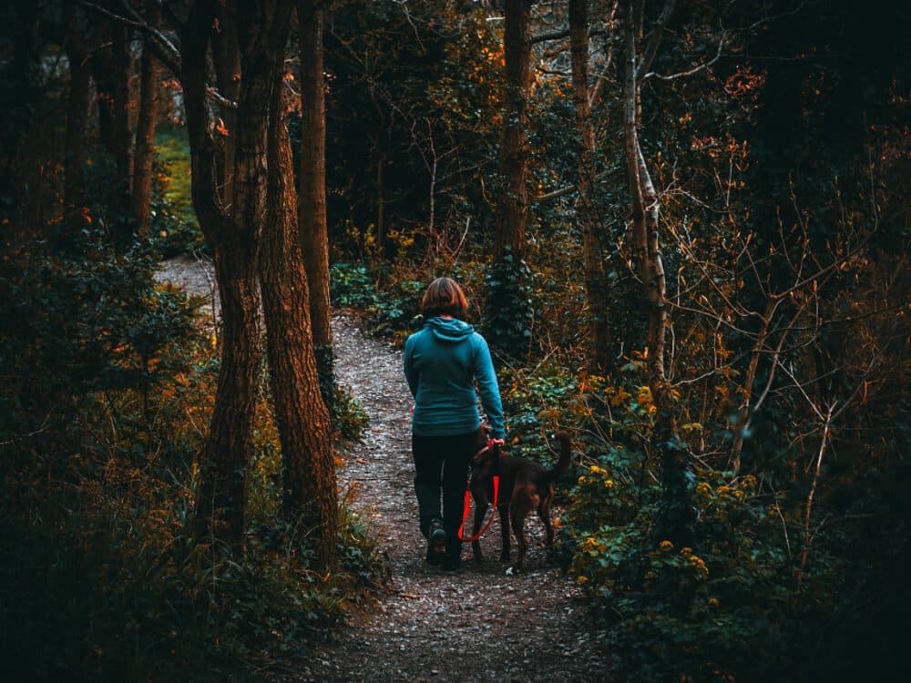 Two people walking a narrow path through an autumn forest.
