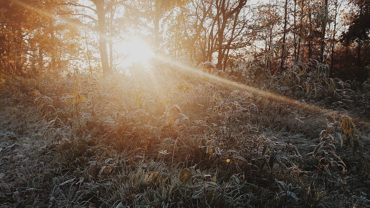Low winter sun breaking through bare trees over a meadow of frosted grass.